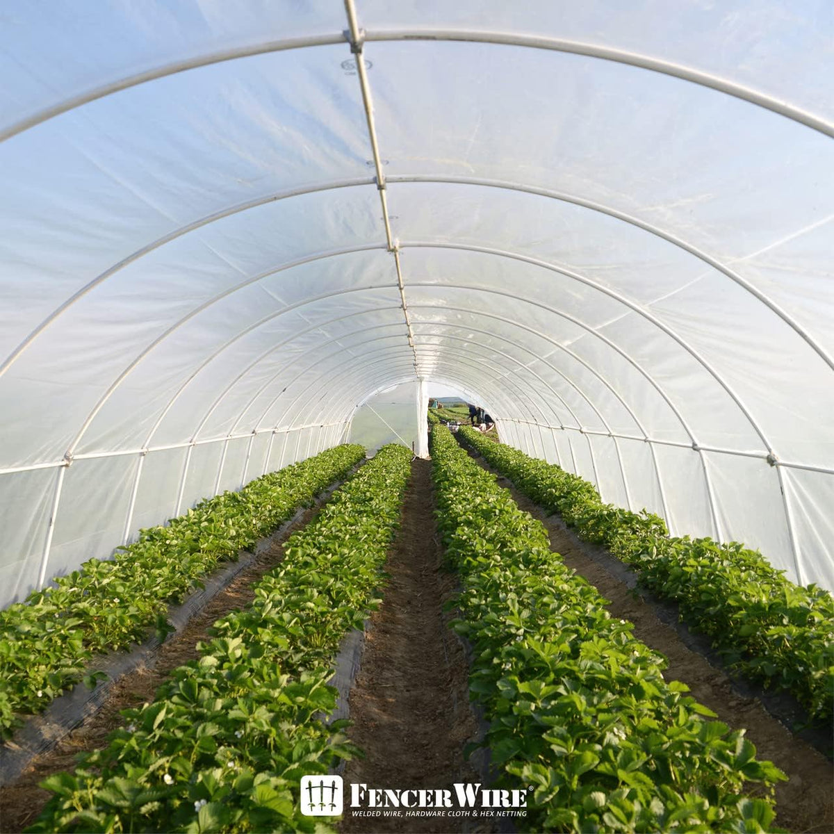 CAPHAUS 6 mil Clear Greenhouse Plastic Sheeting, 4-Year UV Resistant Polyethylene Film, Hoop House Cover for Horticulture, Gardening, Farming and Agriculture, 90% Light Transmittance, 32’ x 50’
