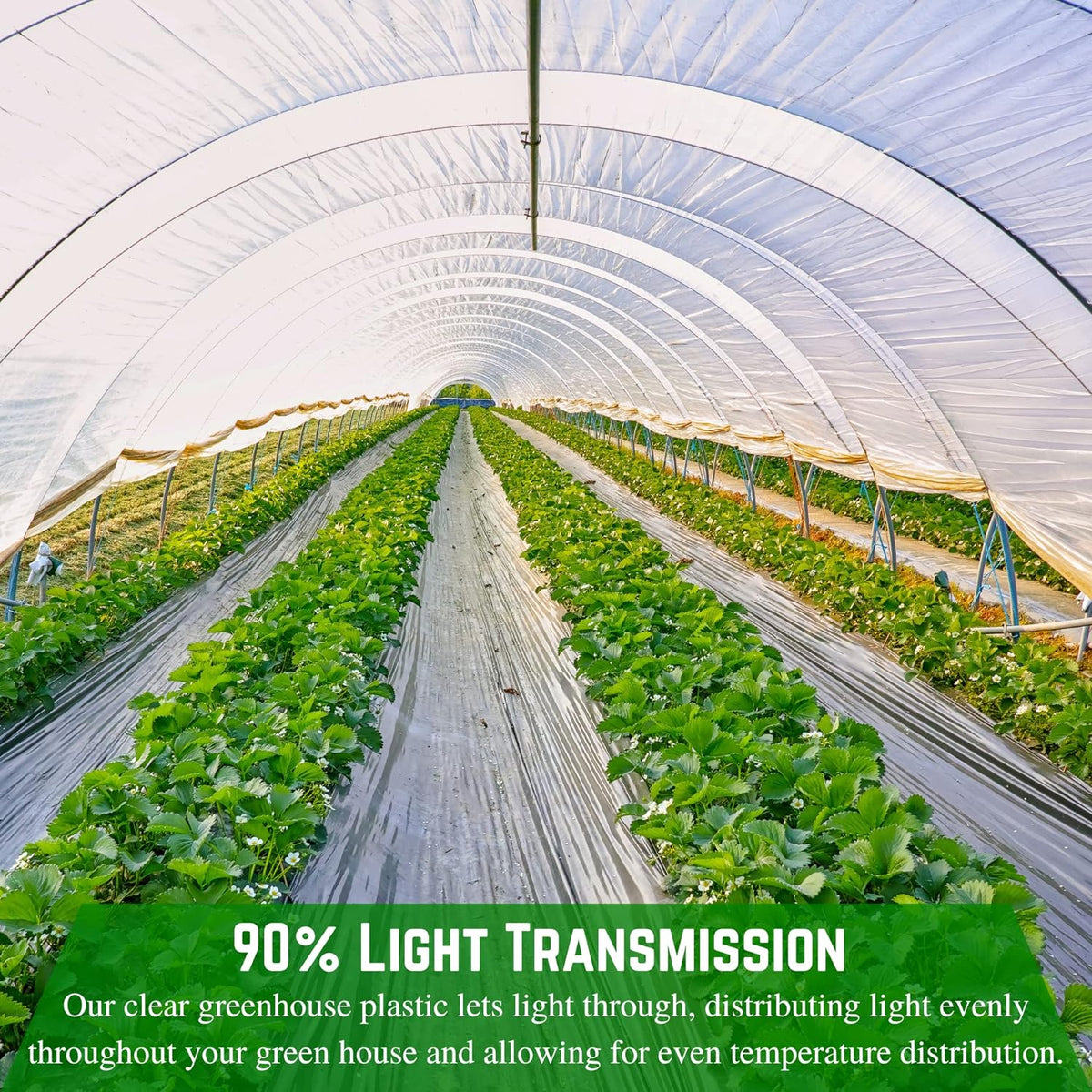 Farm Plastic Supply - Clear Greenhouse Plastic Sheeting - 6 mil - (54' x 75') - 4 Year UV Resistant Polyethylene Greenhouse Film, Hoop House Green House Cover for Gardening, Farming, Agriculture